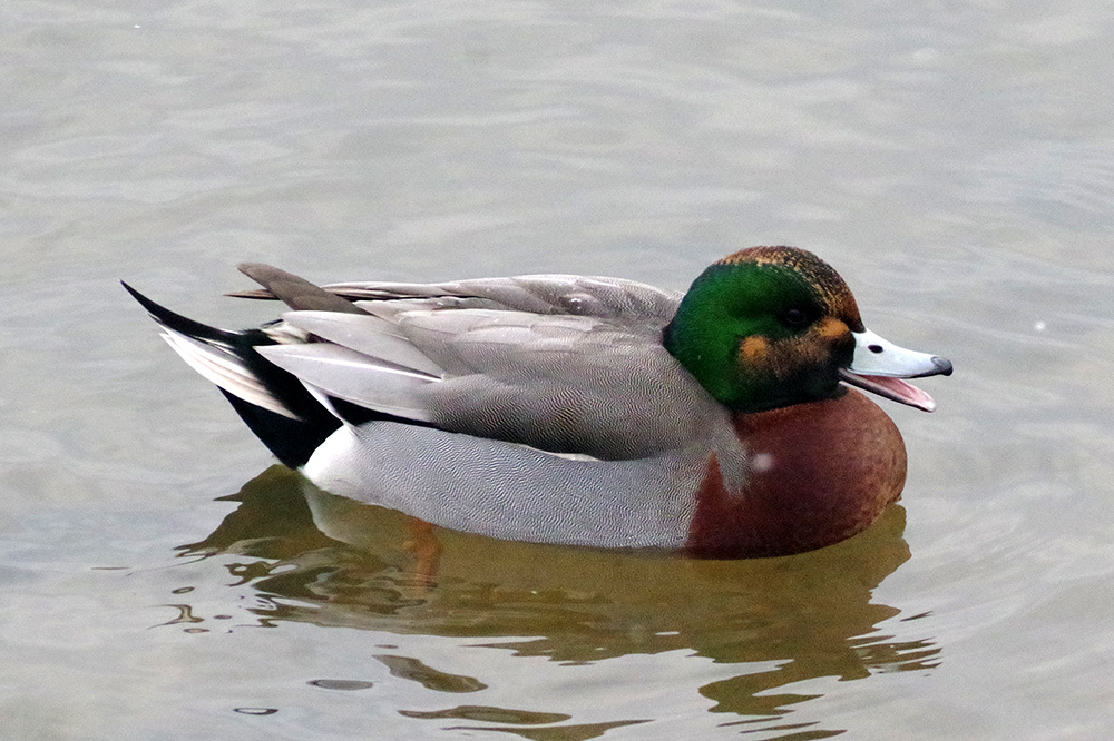 Anas platyrhynchos × Mareca penelope гибрид кряквы и свиязи, фото sitta_europaea