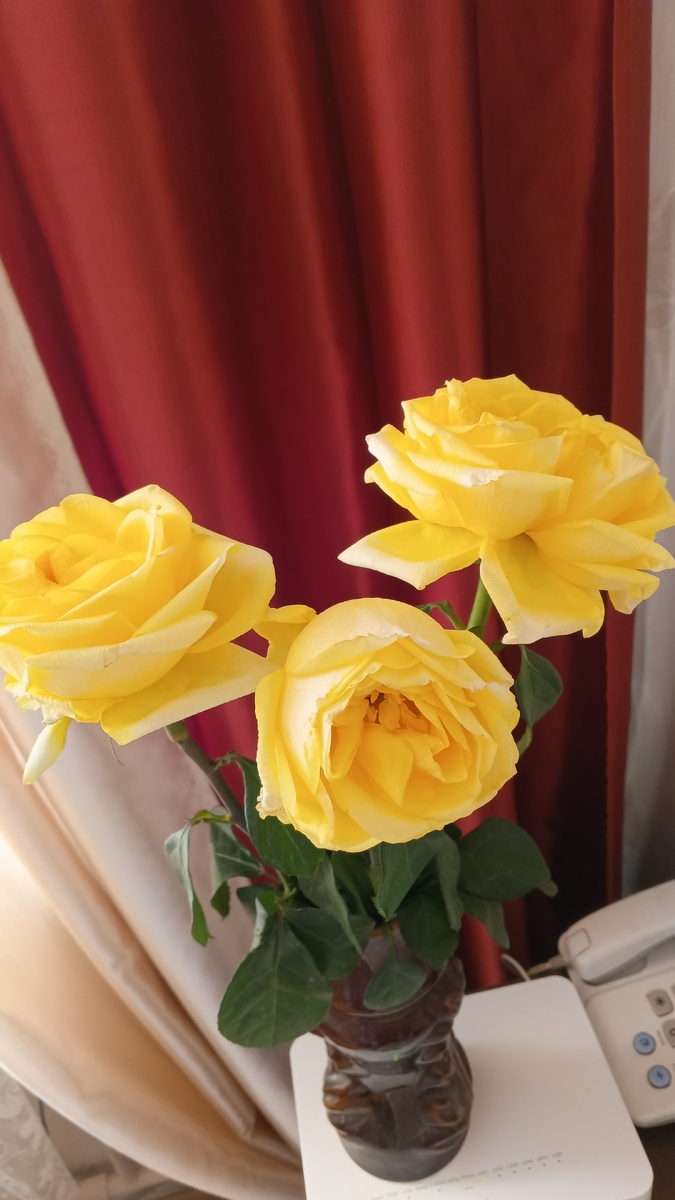 фото автора: желтые розы