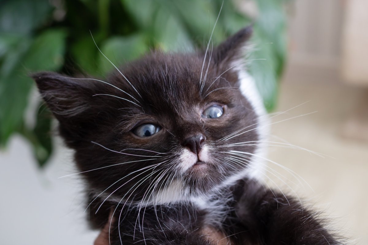 Фото с сайта: https://www.newsweek.com/cat-dwarfism-goes-viral-owner-adapts-their-backyard-smol-pet-1810544?ref=upstract.com