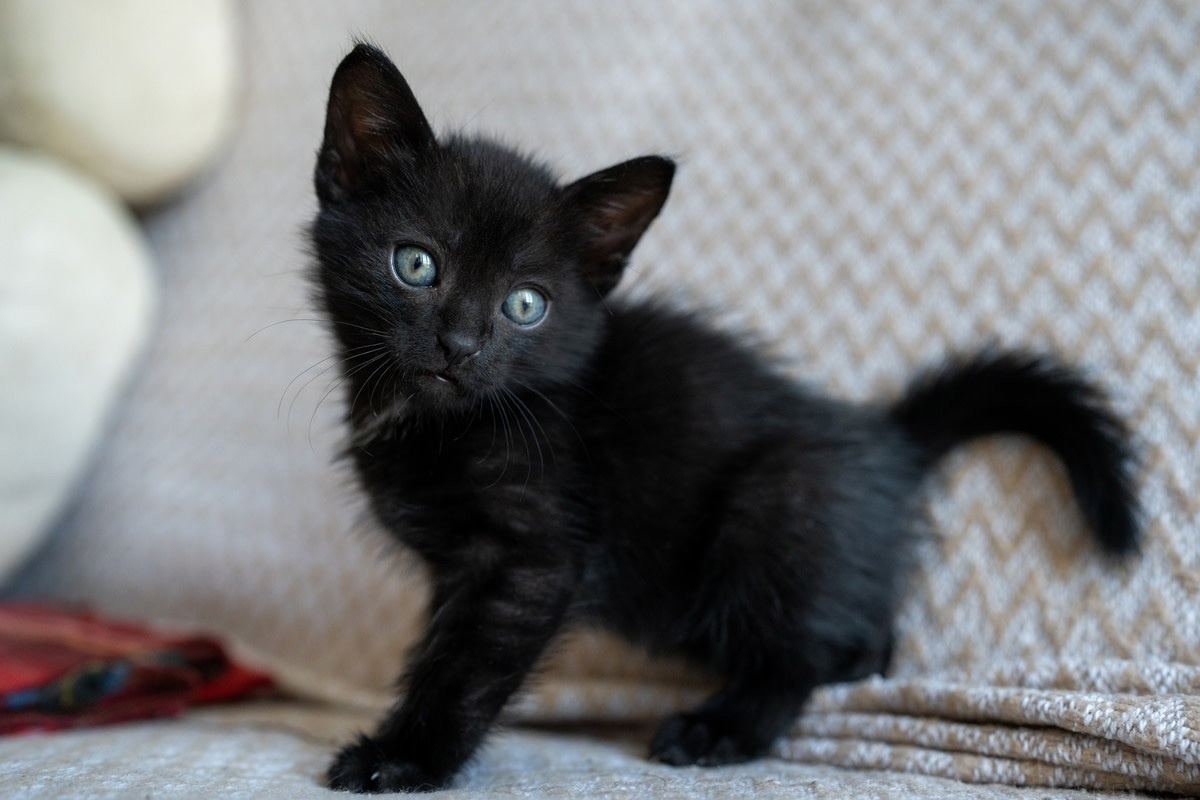 Фото с сайта: https://www.msn.com/en-us/foodanddrink/foodnews/tiny-black-kitten-s-corn-sized-growth-spurt-shows-off-adorably-long-tail-transformation/ar-AA1JTWCE