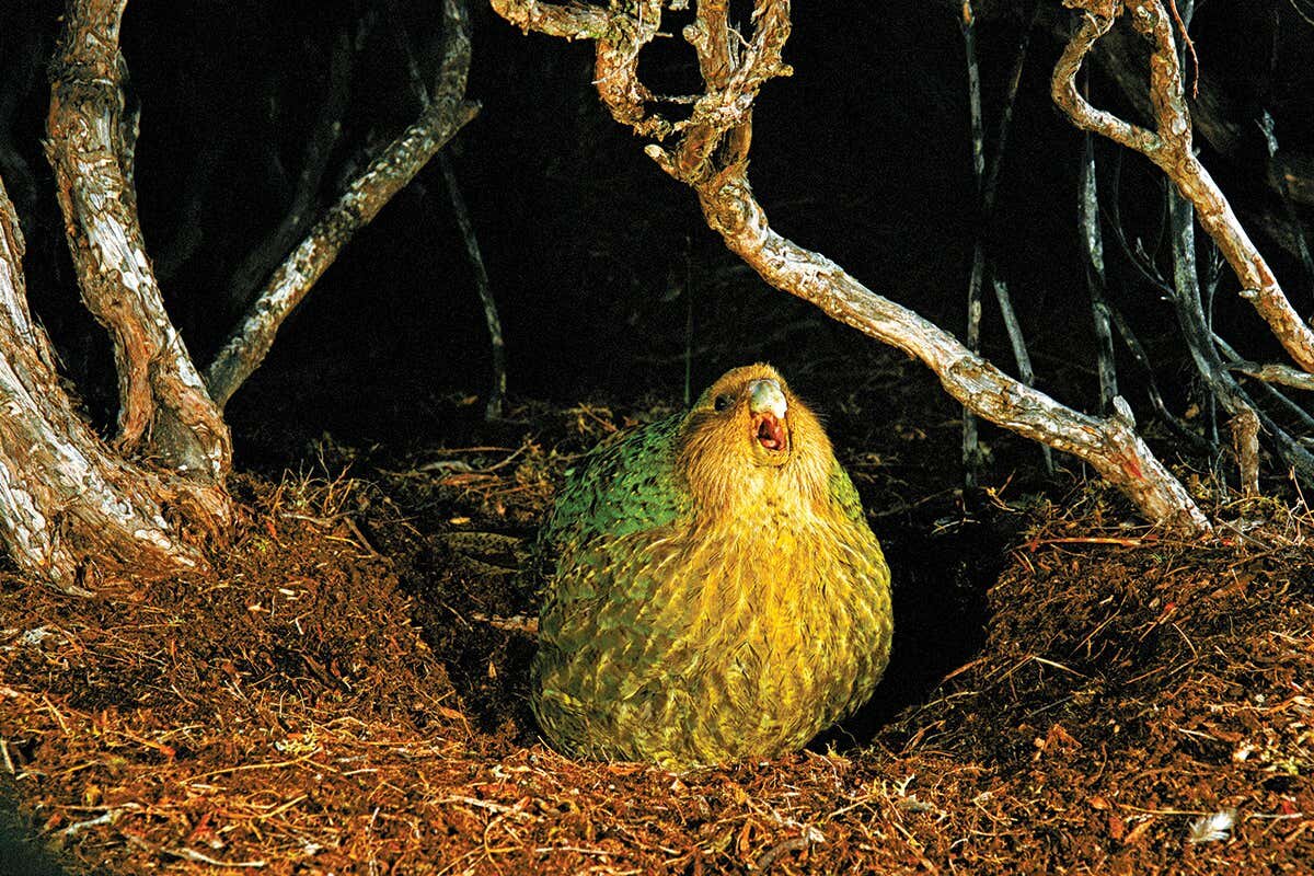 Какапо оказались невероятно привередливыми в любви. Источник фото - https://golnk.ru/2Q8QN