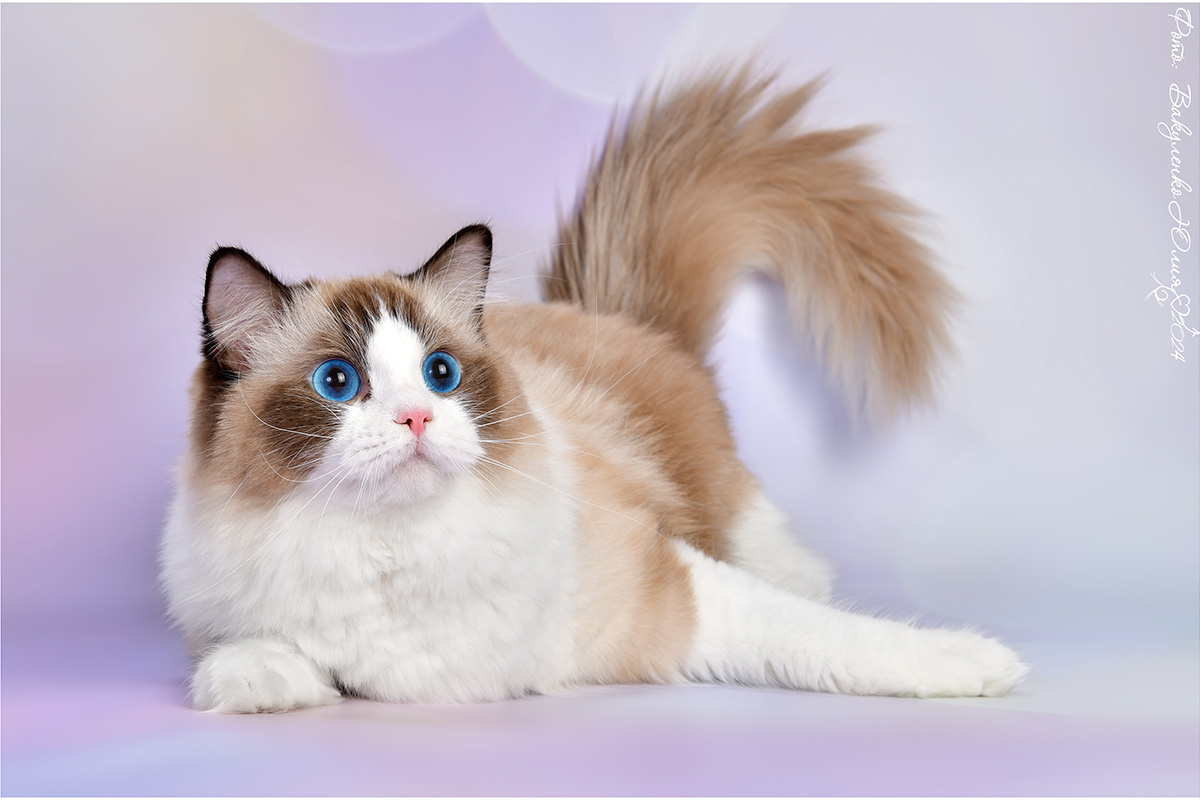 Фото с сайта: https://stavrosragdoll.ru/kittens/