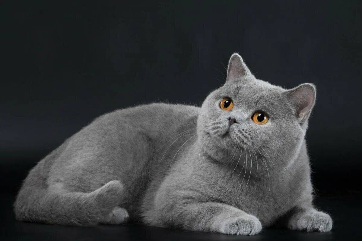 Фото с сайта: https://razrisyika.ru/img/cat-britanskaya-koshka-7676