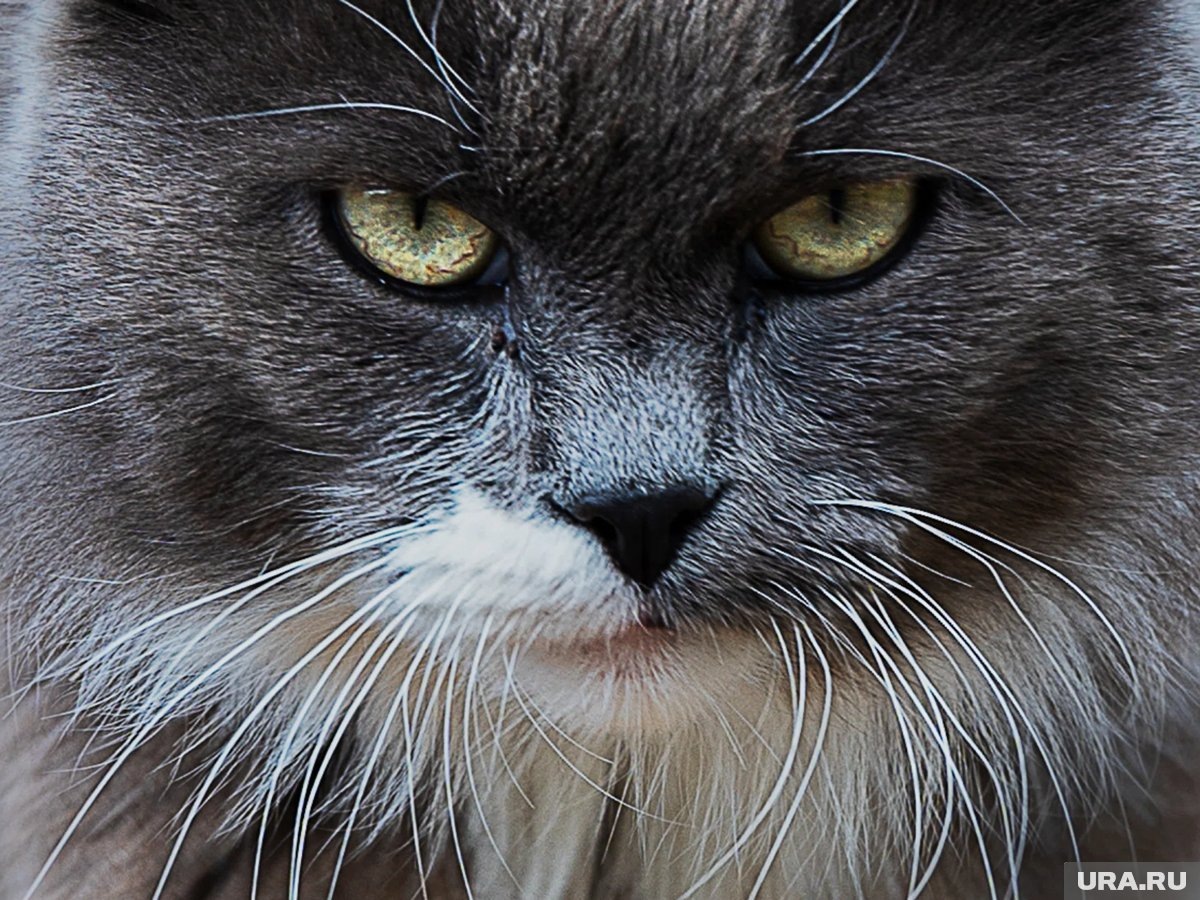     Некоторые породы кошек усточйчивы к морозам