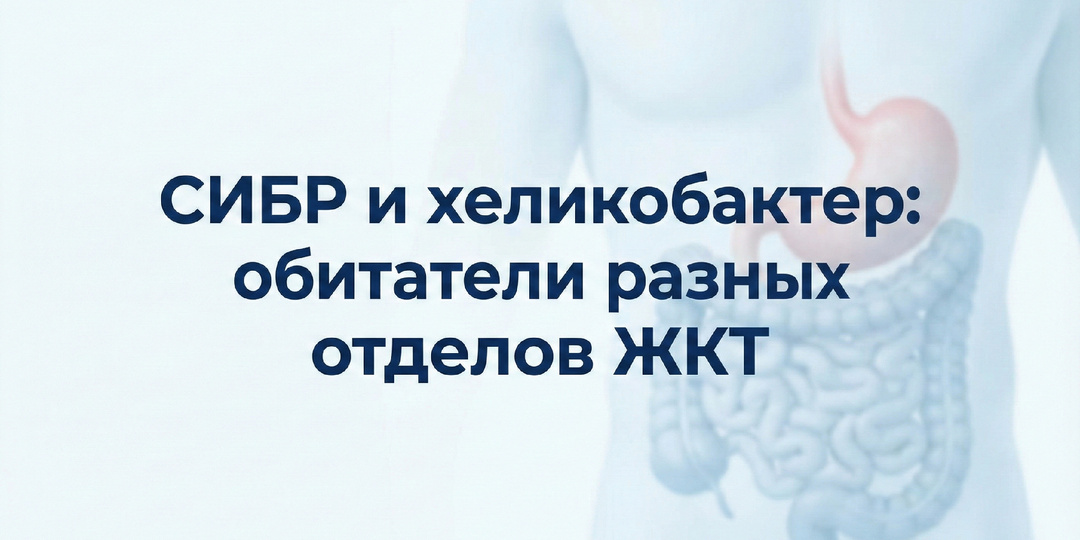 ⚠️СИБР и хеликобактер живут в разных отделах ЖКТ — но лечить их одновременно нельзя, потому что антибиотики от хелика запустят бактериальный