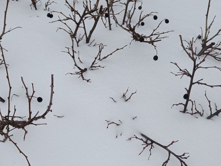 КараВууул! Нас засыпало