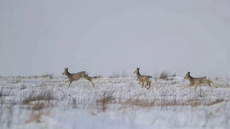     Животные Алтая. Тигирекский заповедник