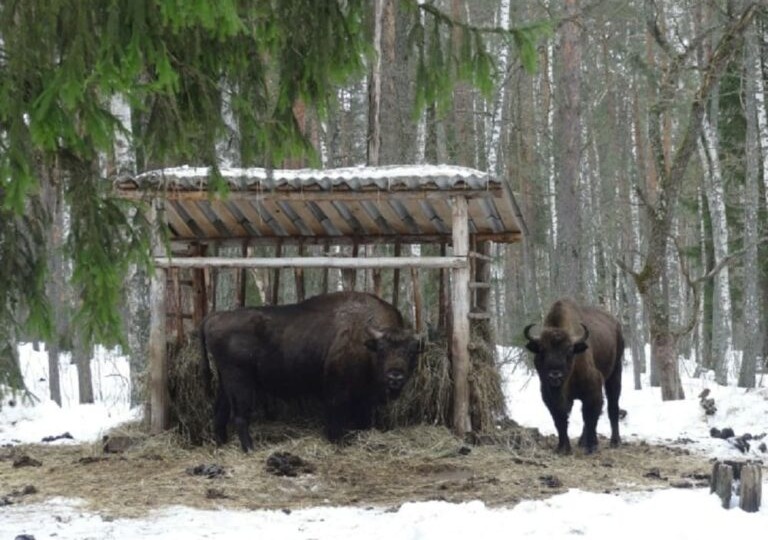 В Афанасьевские морозы заповедник «Брянский лес» призвал земляков к разуму