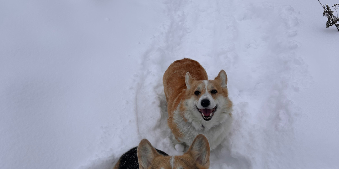 Итоги января: сугробы выше крыши ❄️ и наш пушистый юбилей! 🎉