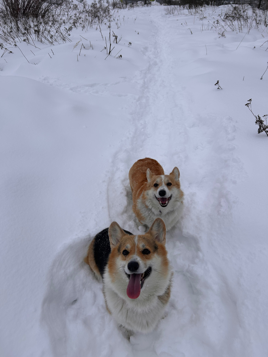Очень любим снег! ❄️ 