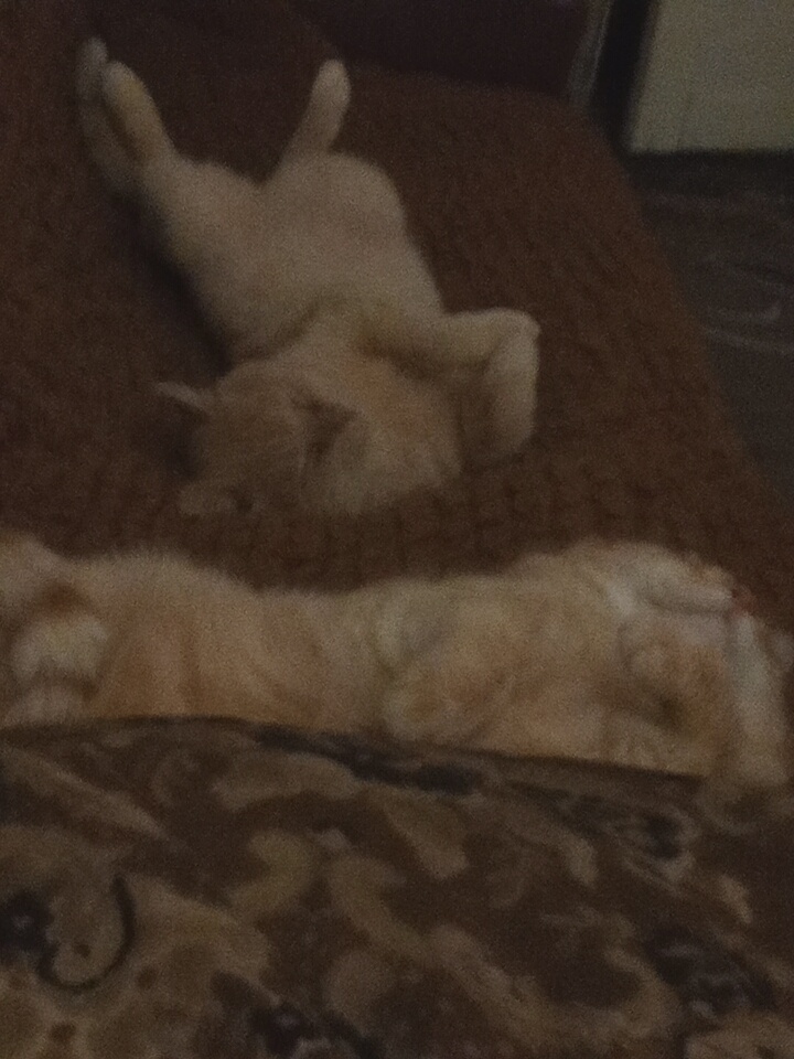 Кому на Руси жить хорошо. Фотографировала при выключенном свете, поэтому фото затемнённое. 