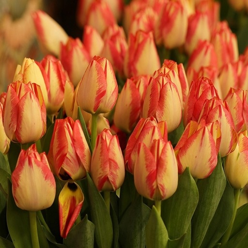    Тюльпаны на день рождения в феврале Кристина Борунова