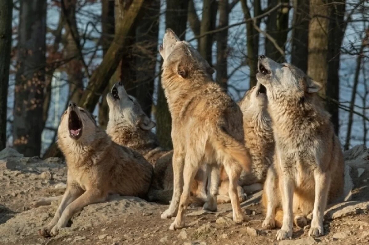    Охотники отстрелили почти всех терроризировавших Печорский район волков