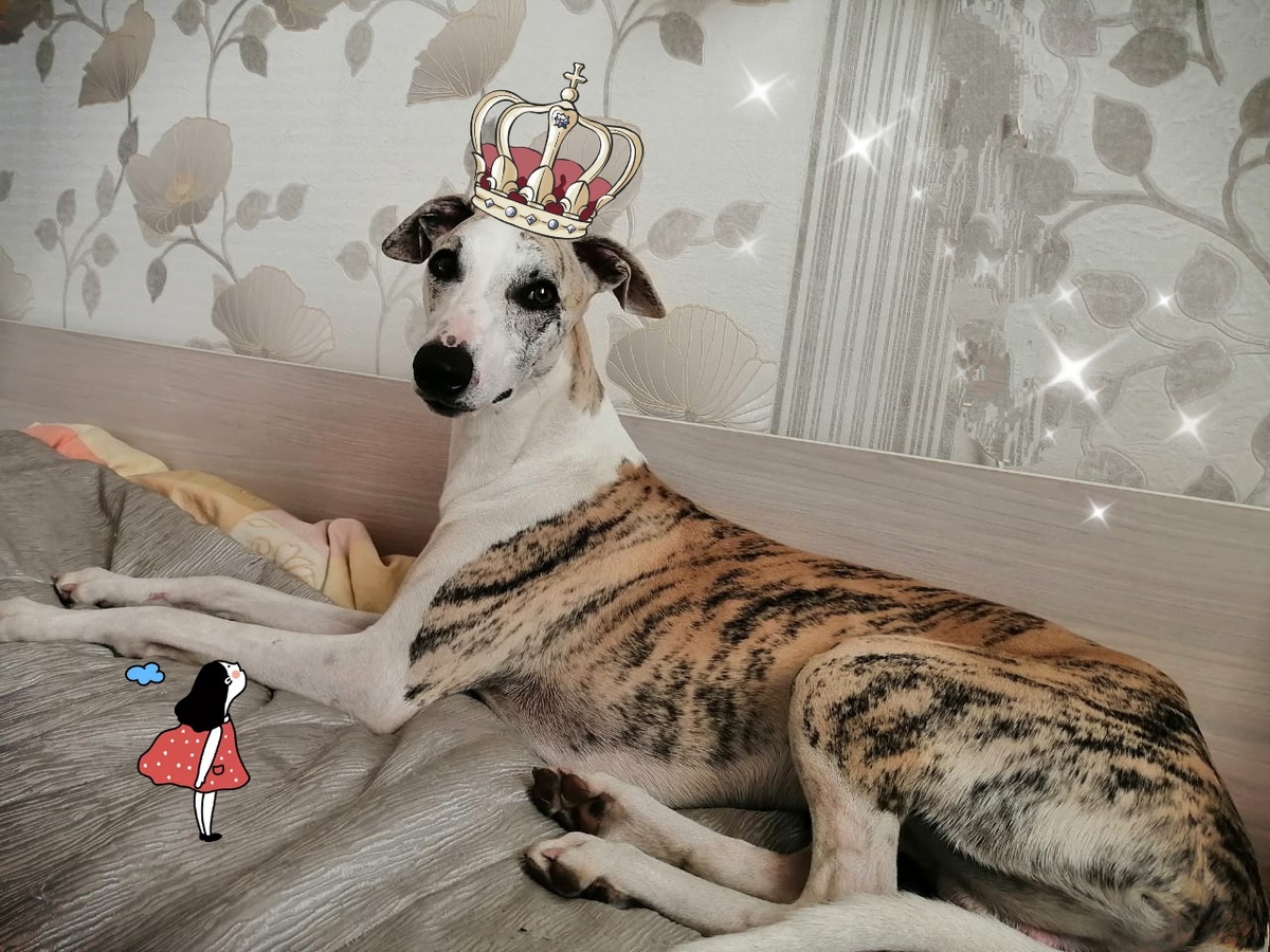 Царь, просто царь)