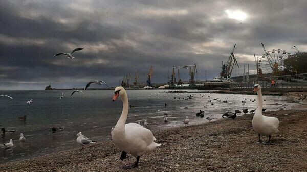    © РИА Новости Крым