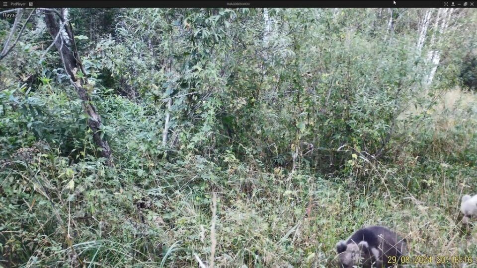    Белый медвежонок в Тигирекском заповеднике. Источник: Тигирекский заповедник