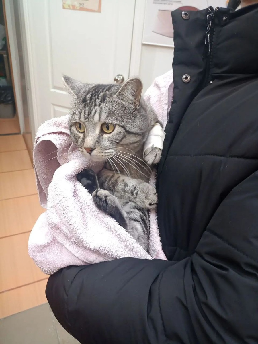 Котику было жизненно необходимо срочно отвести мочу и пройти полное обследование, чтобы выявить причину его мучений.