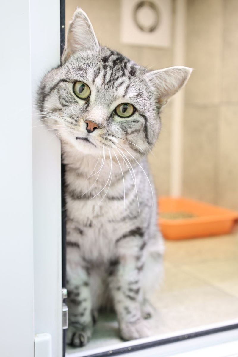 Мурчащий моторчик без остановки и усталости...