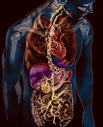 Блуждающий нерв (книга: Стивена Порджеса)