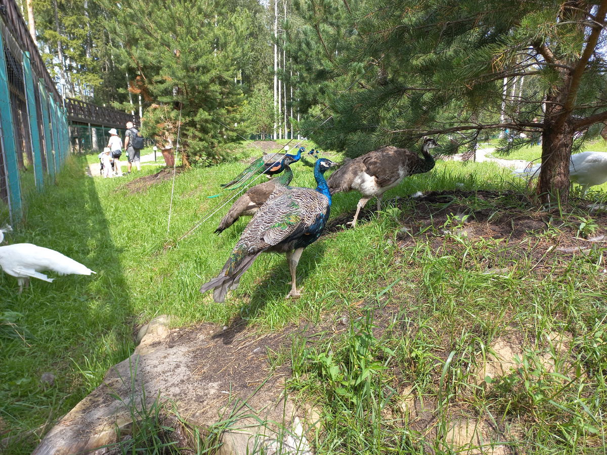 Павлины-мавлины