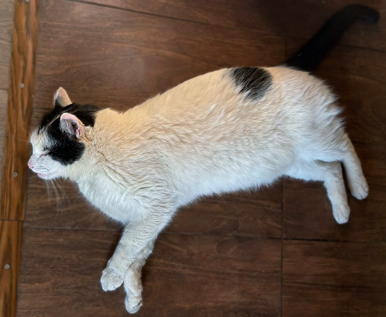 Долгожитель дедушка Белый