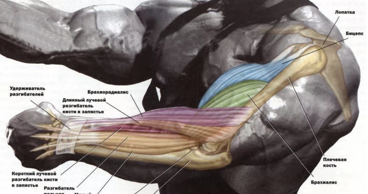 анатомия рук