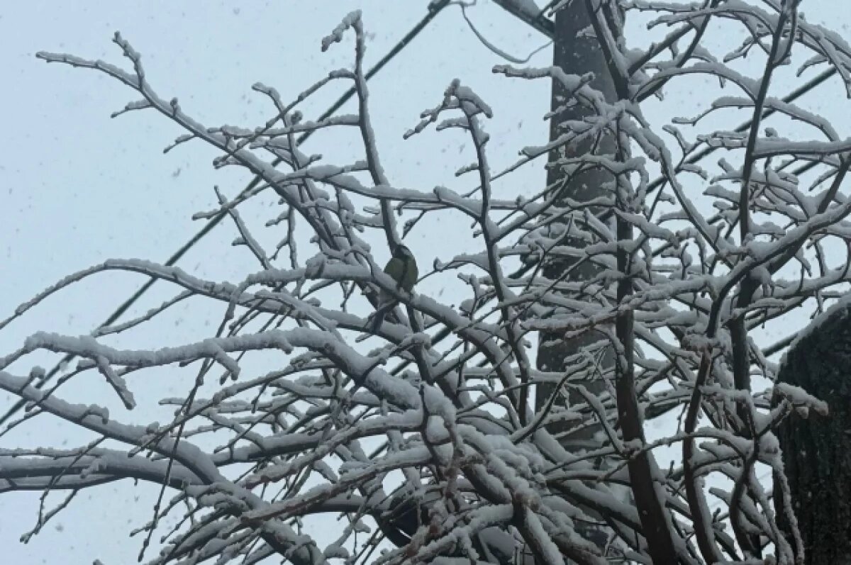    -12ºС и снег ожидаются в Пензенской области