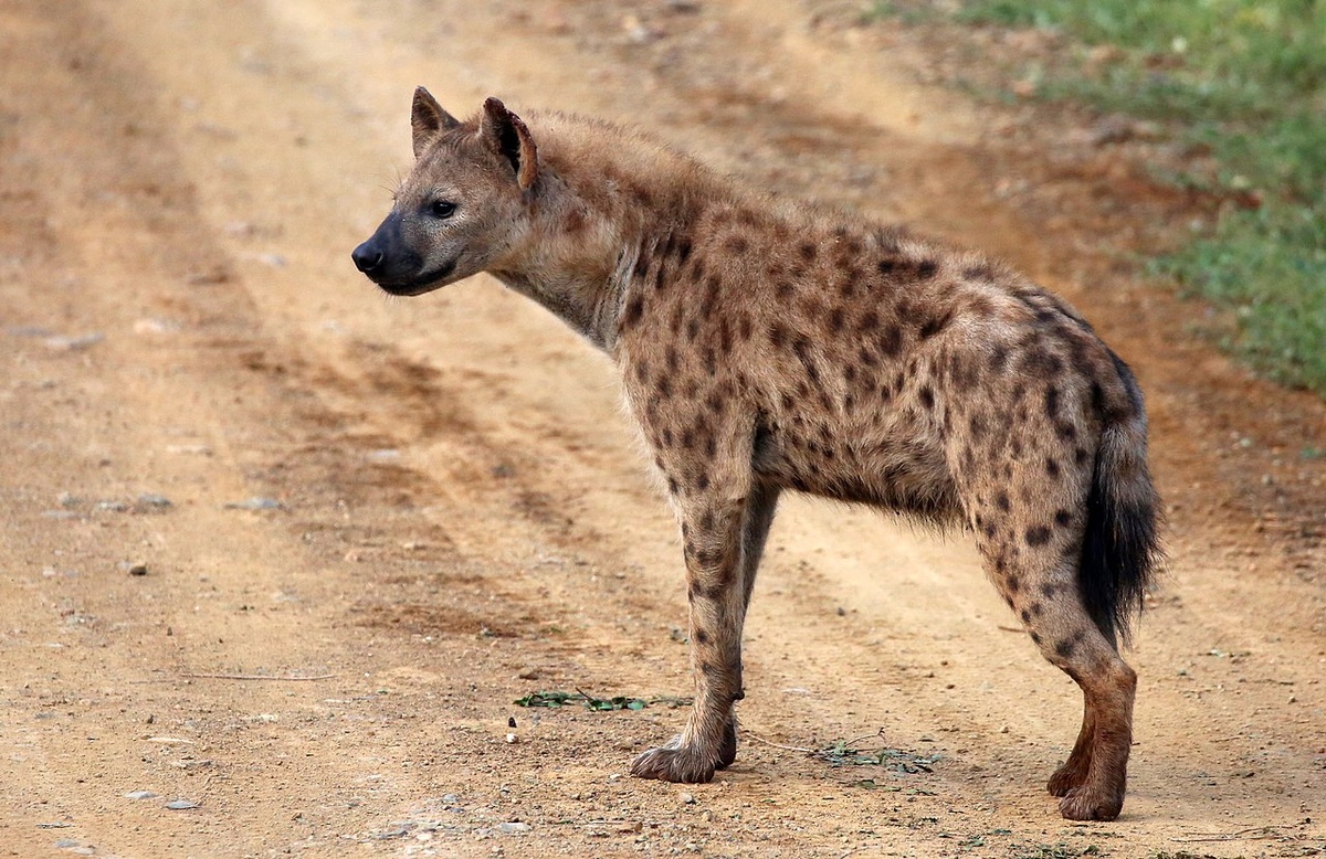 Источник: Яндекс