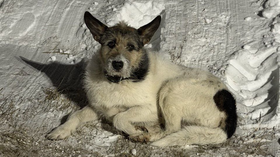 🆘 S.O.S! Предательство! Пёс едва не замёрз насмерть!!! 🆘