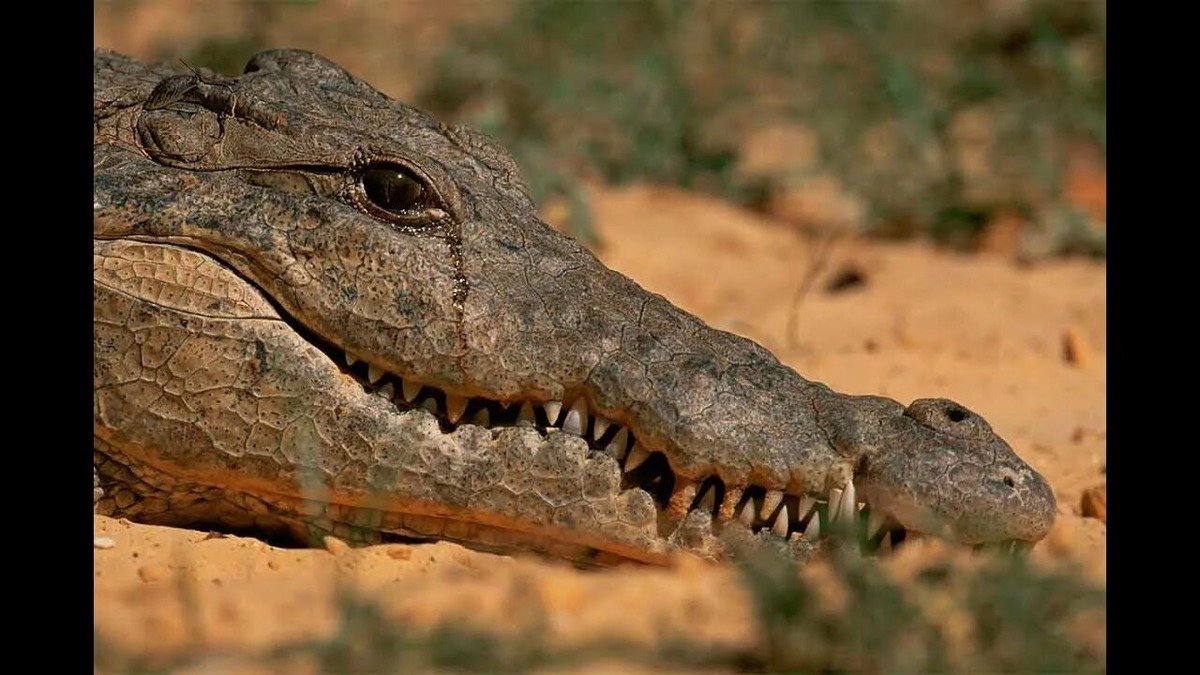 Источник: Яндекс