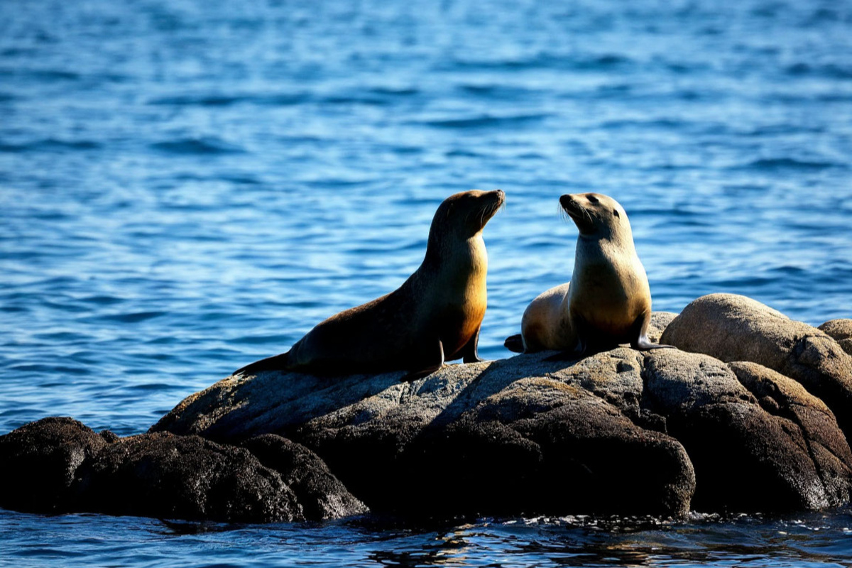    Фото: Коллаж RuNews24.ru