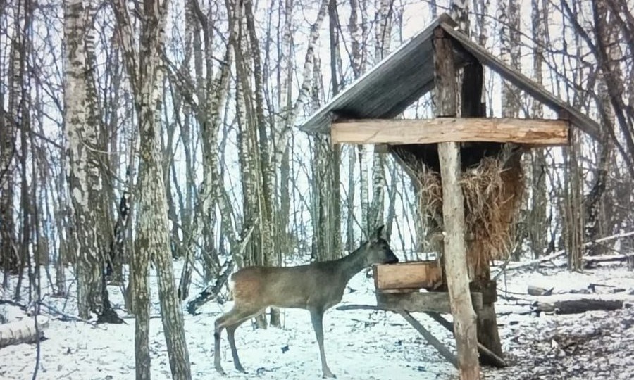 В Курской области в аномальные морозы кормят диких животных
