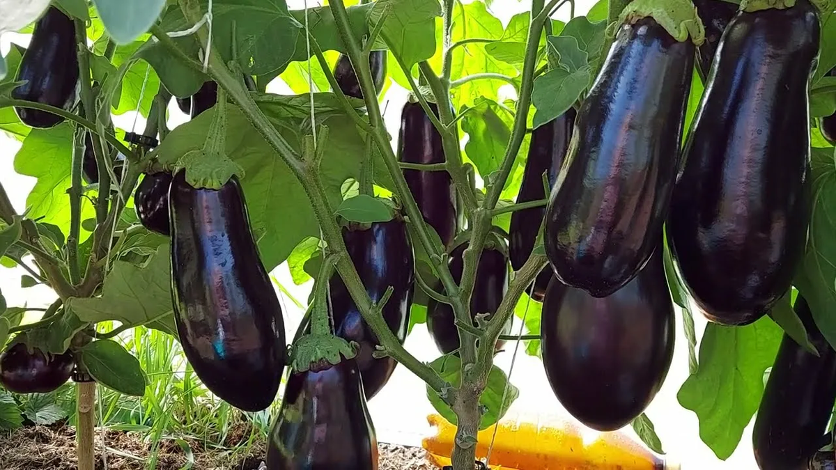 Лучшие сорта баклажанов на 2026 год: самый честный рейтинг от агронома для вашего урожая