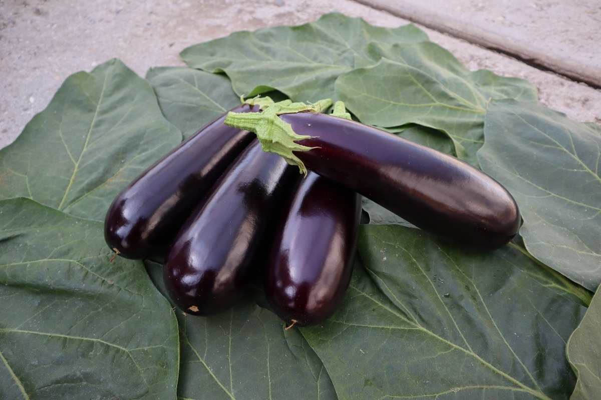 Топ 7 сортов баклажанов в 2026 году