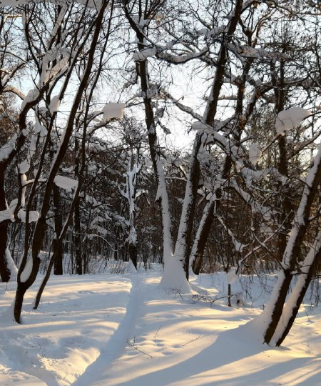 Снежные топи