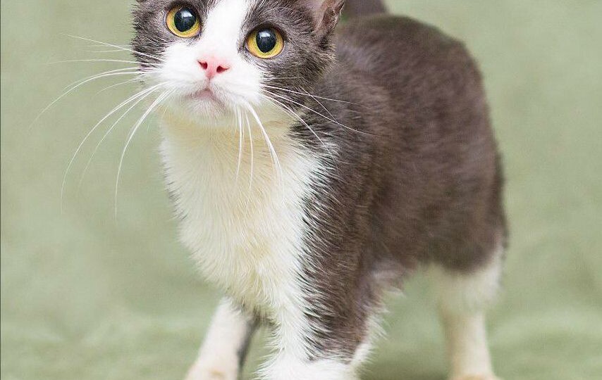 Самая ласковая на свете кошечка ищет дом!