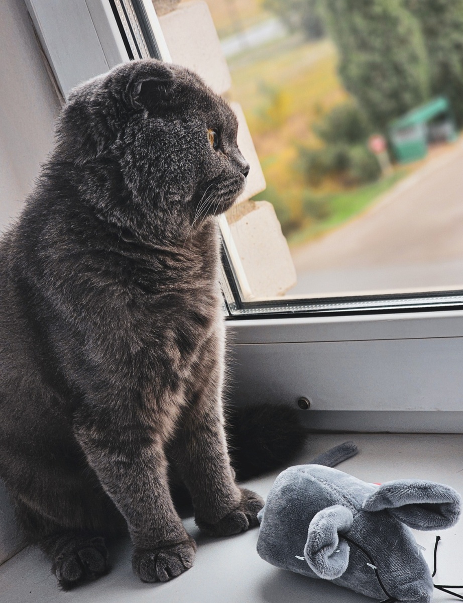 Котик смотрит в окно