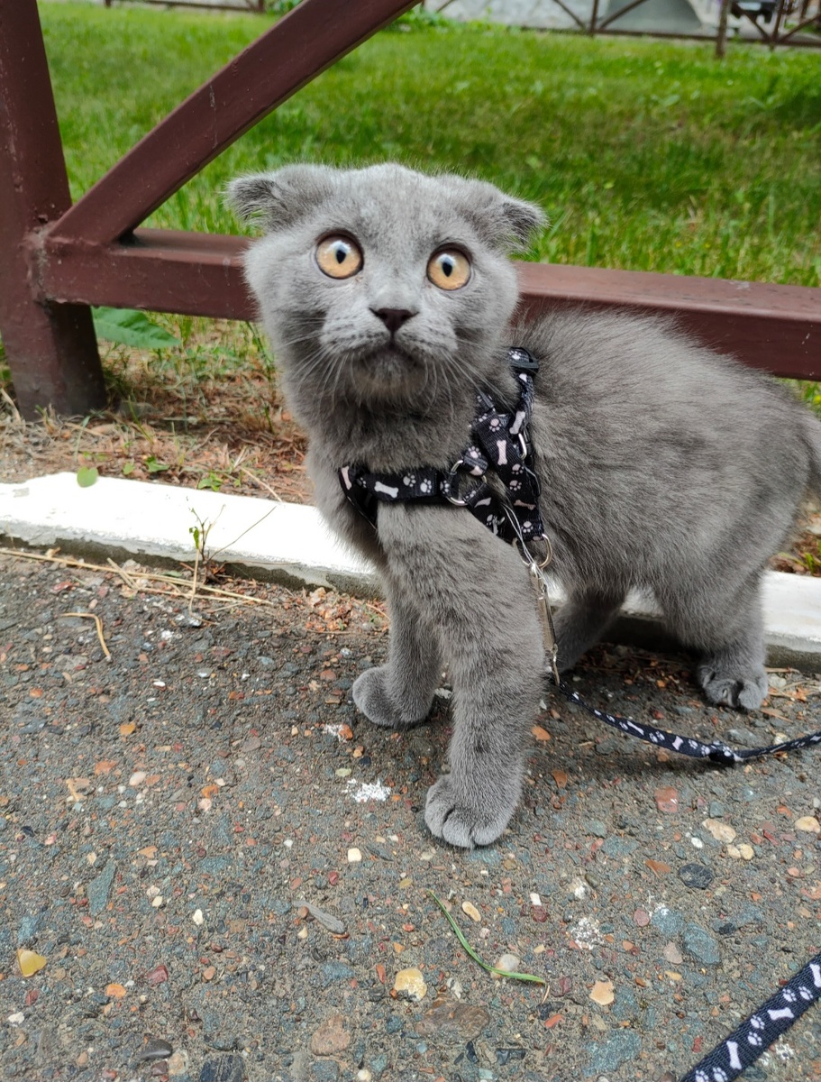 Котику страшно первый раз на улице