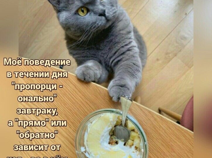 Мемы с котиками, смешная подборка