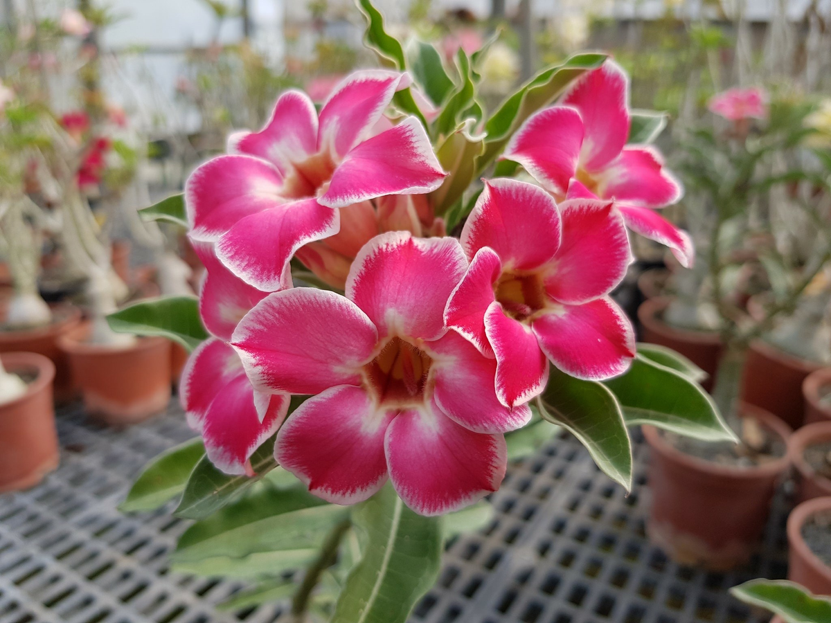 Адениум, или Роза пустыни идеален для выращивания из семян