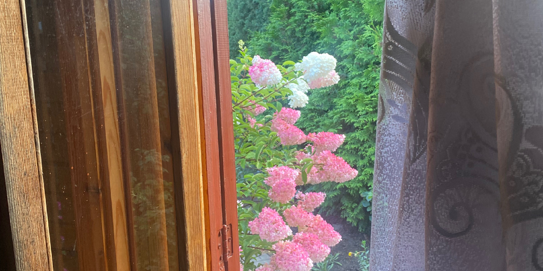 Просто цветы.🌺