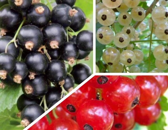 Смородина — самая полезная ягода! Выбираем сорт и раскрываем секреты выращивания