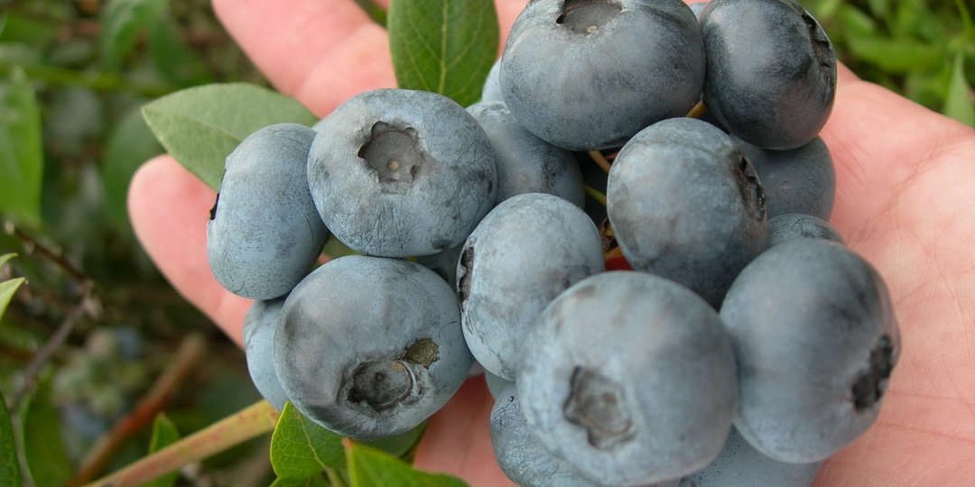 Моя схема подкормок 🫐 голубики с весны до осени, чтобы побеги вызрели и был урожай