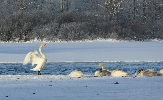    © администрация Приозерского района ЛО