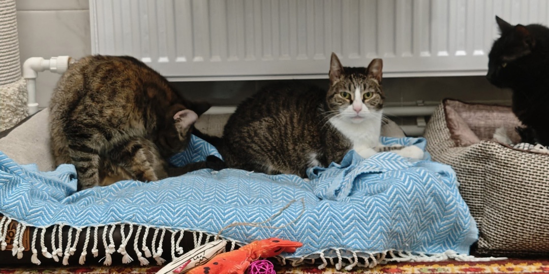 Добрых снов от котов 🌛 🌚 🐈‍⬛ 🐈