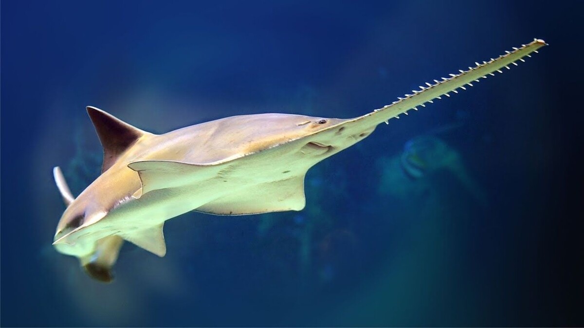 Когда пилорыл находит косяк рыб, он не просто открывает рот. Он врывается в самую гущу и начинает неистово махать головой из стороны в сторону. Источник фото - https://golnk.ru/4ZbzD