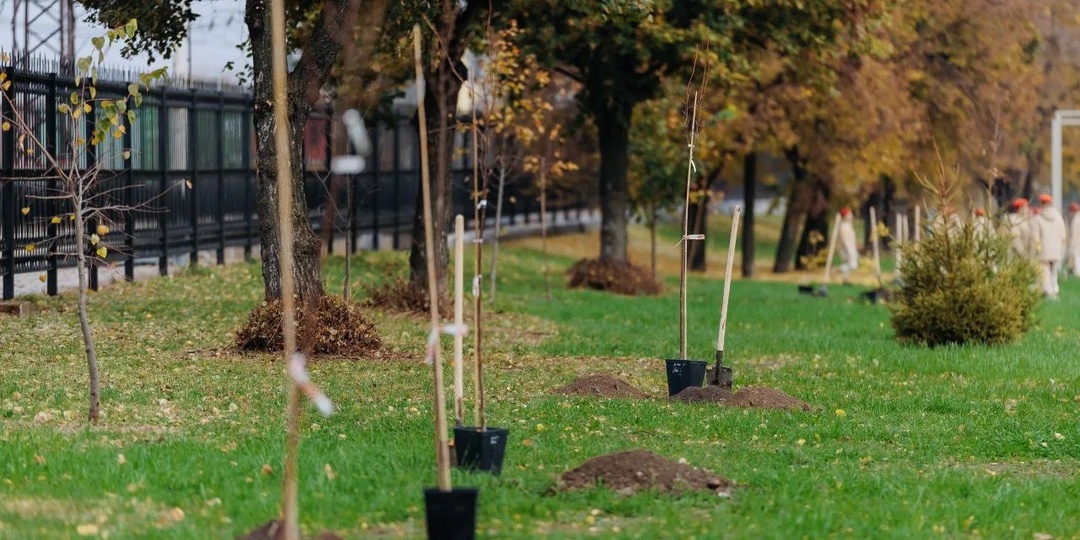 Зелёное наследие Рязани: как город возрождает жизнь своих парков и скверов