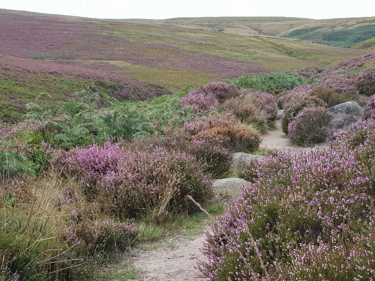 Вересковые заросли в Йоркшире (фото из Интернета