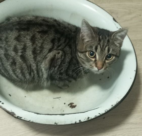 Спектакль для завистницы