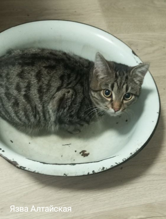 Кот Владимир собственной персоной. Он же Вовка, он же Вовчик. Давно не показывала этого хвостатого молодца. 